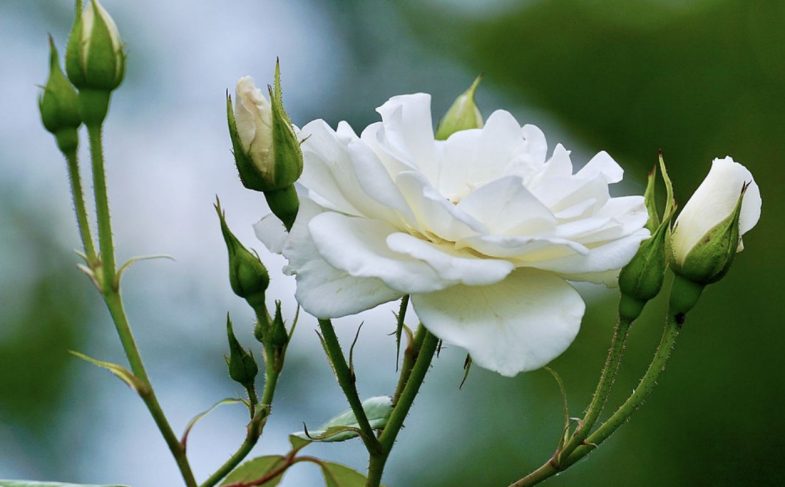 White roses symbolism