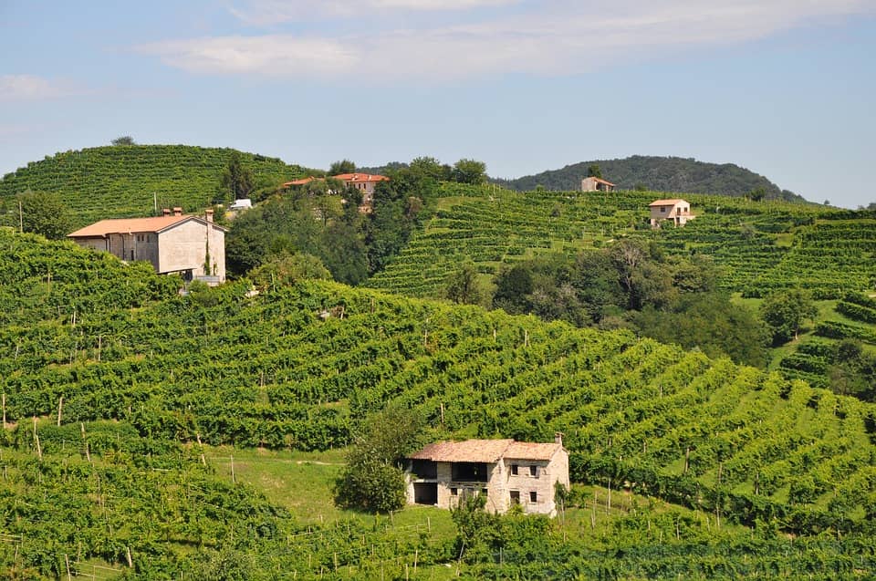Виноград для просекко выращивают в двух регионах на севере Италии