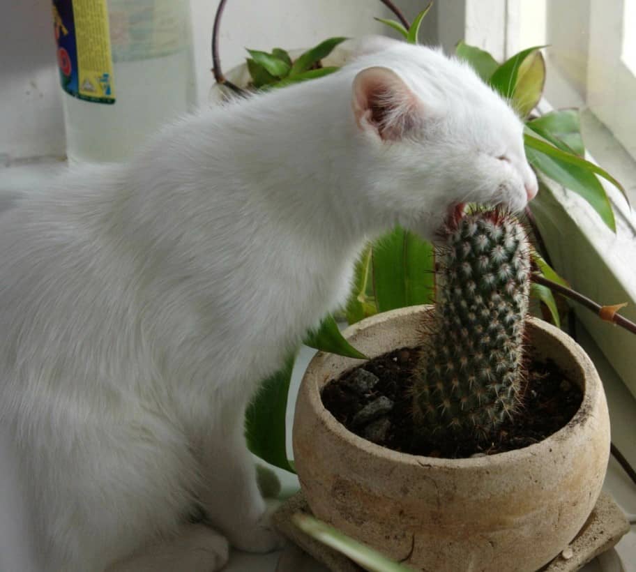 кіт і кактус