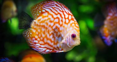 sea aquarium fish
