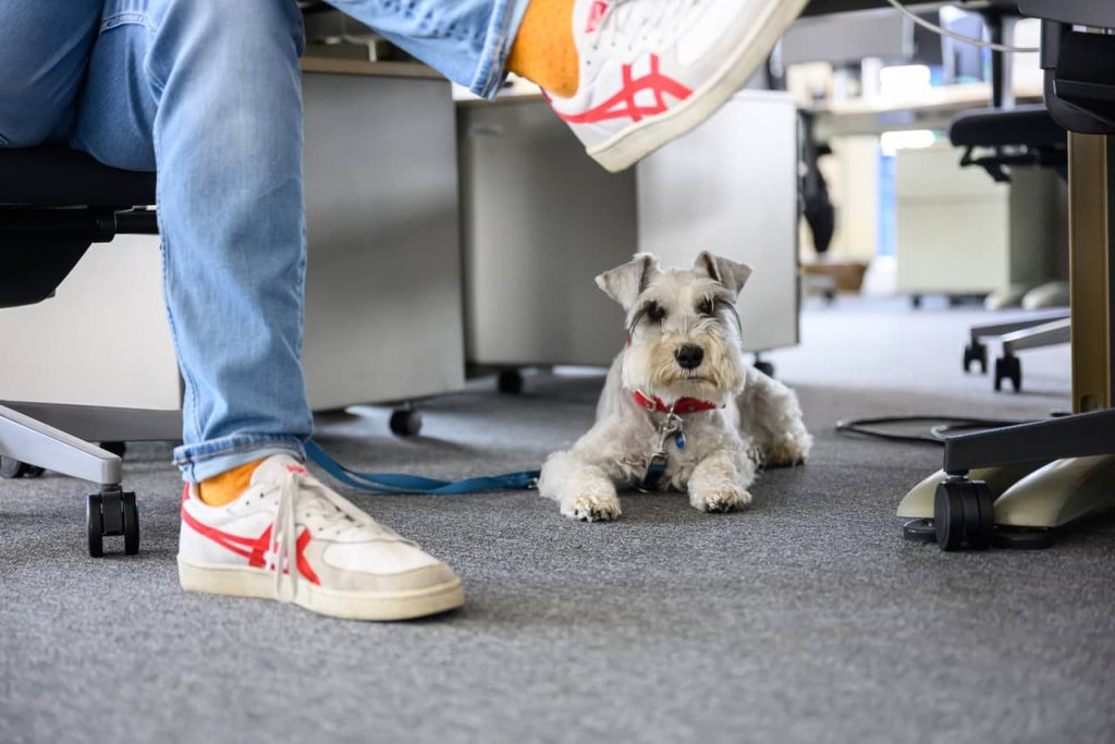 Pet-friendly офис